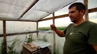 Как мы подвязываем томаты? Быстрый и лëгкий способ!
