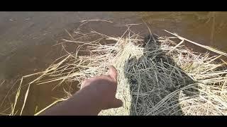 ЛИЧИНКА АМУРА подращивание ЧАСТЬ 1   ***   Вода, СЕНО, зарыбление   ***   Grass carp fish farming