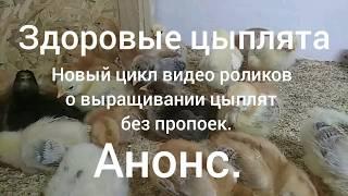 АНОНС. Здоровые цыплята, пособие для новичков.