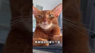 其实军哥就是传说中古埃及猫的后代.. #abyssiniancat #cat #cute #超模张铁军