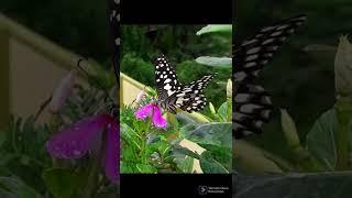 subscribe #terrace garden with anita #youtubeshort#filmorago