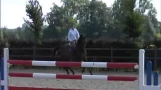 Bartender  `Sporthorses from Holland` FOR SALE  peter bulthuis