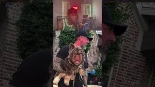 Fluffy teddy bear coat French Bulldog named ‘Chris Brown.’  #Animals #dogs