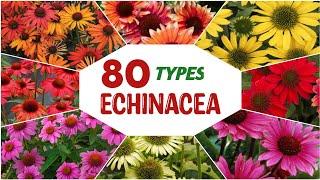 80 BEAUTIFUL TYPES ECHINACEA /CONEFLOWER WITH THIER NAMES