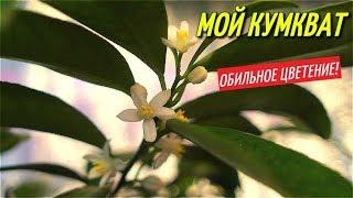 КУМКВАТ/Обильное цветение моего кумквата.