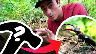 Catching Beetles by Doing WHAT?! | Neat Trick to Find Rare Beetles and their Larvae