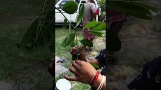 jam makha#shorts#testy#