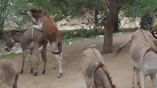 very excellent donkey mating watch this videos #animals #donkey #viralvideo