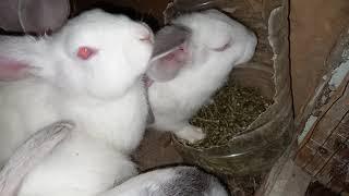 Қуёнлар тунги овқатланиши. Ночное кормление кроликов. Night feeding rabbits (no comment)