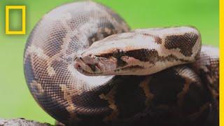 Pythons 101 | National Geographic