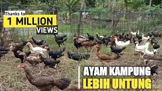 SUKSES TERNAK RATUSAN AYAM KAMPUNG DENGAN KANDANG SEMI INTENSIF UNTUNG JUTAAN PERBULAN !!!