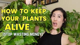 How To Keep Your Houseplants Alive | BEGINNER GUIDE