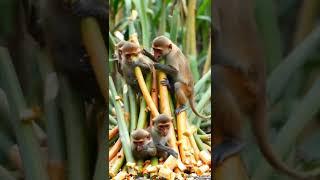 "Hardworking Buffalo vs. Mischievous Monkeys | Police Took Action! "