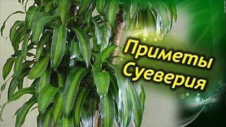 Приметы и суеверия о ДРАЦЕНЕ.  Зачем держать драцену дома.