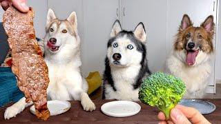 Husky Pounces on Vegetables Like Meat! Dogs Tasting Foods