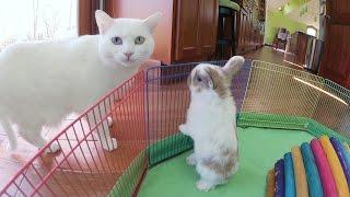 Bunny Update - 4 1/2 Week Old Holland Lop Babies