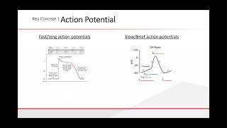cardiac Physiology  Dr  Hany Samir