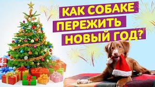 Собака боится салютов || Новый год с собакой