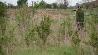 English Pointer training