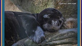 Hawaii's newest monk seal, Waikiki's fiercest mother