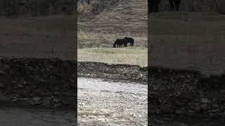 Горные луга                      п.Каменномостское Зольского района КБР