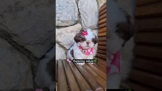Exploring surroundings | shihtzu dog puppy #shihtzu #dog