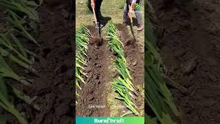 This Onion & Potato Planting ASMR is So CHILL!  Dig It! #oddlysatisfying  #farming #gardening