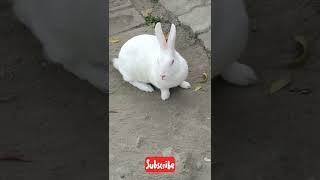 Cute Rabbit  Prince  #short #shortvideo #bunny #viral #cute