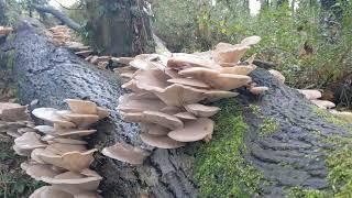 Winter Oyster Mushrooms - How to identify and pick Pleurotus ostreatus