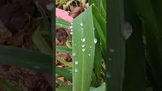 Close-up Look at Plants in Our Yard 2 #shorts