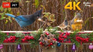  24/7 LIVE: Cat TV for Cats to Watch  Christmas Greetings from Birds and Squirrels 4K