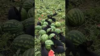 Black Rabbits enjoying eating sweet watermelon at farm..#rabbit #watermelon
