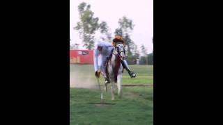 Nazabazi with Mubashar Tiwana#beautifulhorses #horse #pakistan#punjab #youtube#youtubeshorts