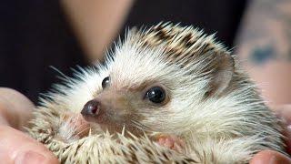 The Adorable Hedgehog Cafe in Tokyo