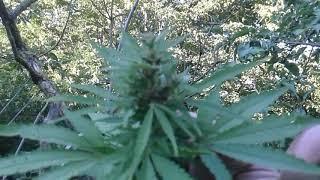 Auto Mix reg. Errors Seeds 98 days