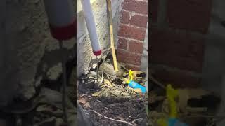 Police catching 2 snakes 