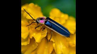 F FOR FIREFLY!|FUN FACTS ABOUT FIREFLIES!