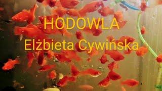 Odzwiedziny na hodowli u Elżbiety Cywińskiej