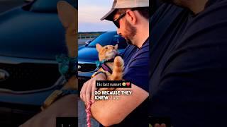 Cat Watches His Last Sunset ️