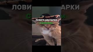 Аватарки с котиками  Все аватарки в тг loganidzee ссылка в шапке профиля ️ #аватарки #авы