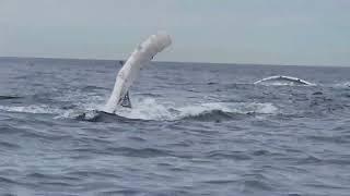 Whales! Smacking the water and swimming near us. Watch to the end, it gets better and better.