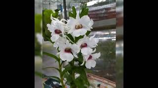 plants garden Kongorpilly. Aluva. 8891444844 Orchids