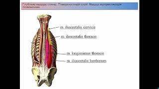 Мышцы и фасции спины: классификация, строение, функции, кровоснабжение, иннервация