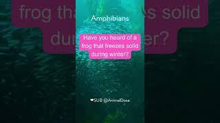 Amazing Animal Facts Unveiled Mammal Bird Reptile Fish Amphibian Discover unknow | Like & Subscribe