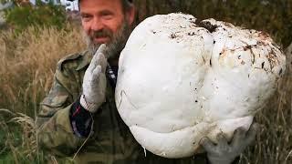 Гигантский гриб шампиньон дождевик Calvatia gigantea (  ЛИКОПЕРДОН, или Лангермания гигантская)