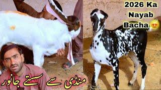 Asad Goat Farm 2026 Ka Nasli Bacha Le Aya  Gulabi , Teddy , Barbari, Kamori And Pateri Goats
