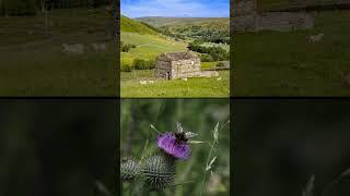 Random Nature Parks Daily:  Yorkshire, Dales#hiking #bridge #uk