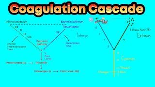 Coagulation cascade || hemostasis|| intrinsic and extrinsic pathway || #hematology