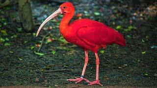 10 Most Beautiful Red Birds in the World