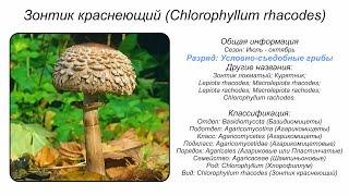 Зонтик краснеющий (Chlorophyllum rhacodes)